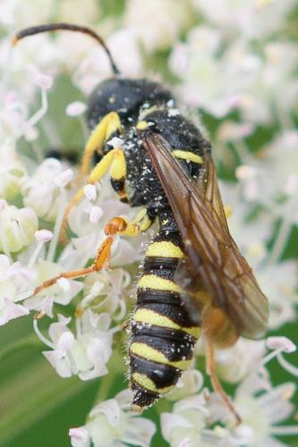 Réf. 237 753 : Cerceris sp.